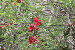 Erythrina herbacea